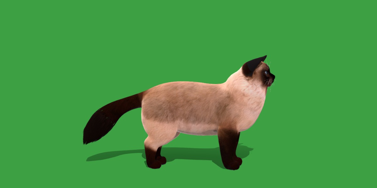 Ragdoll Cat Breed Low-poly 3D model_29
