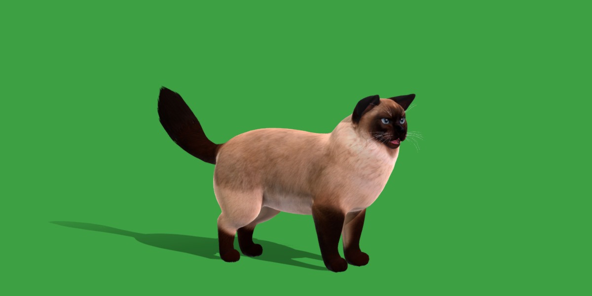 Ragdoll Cat Breed Low-poly 3D model_3