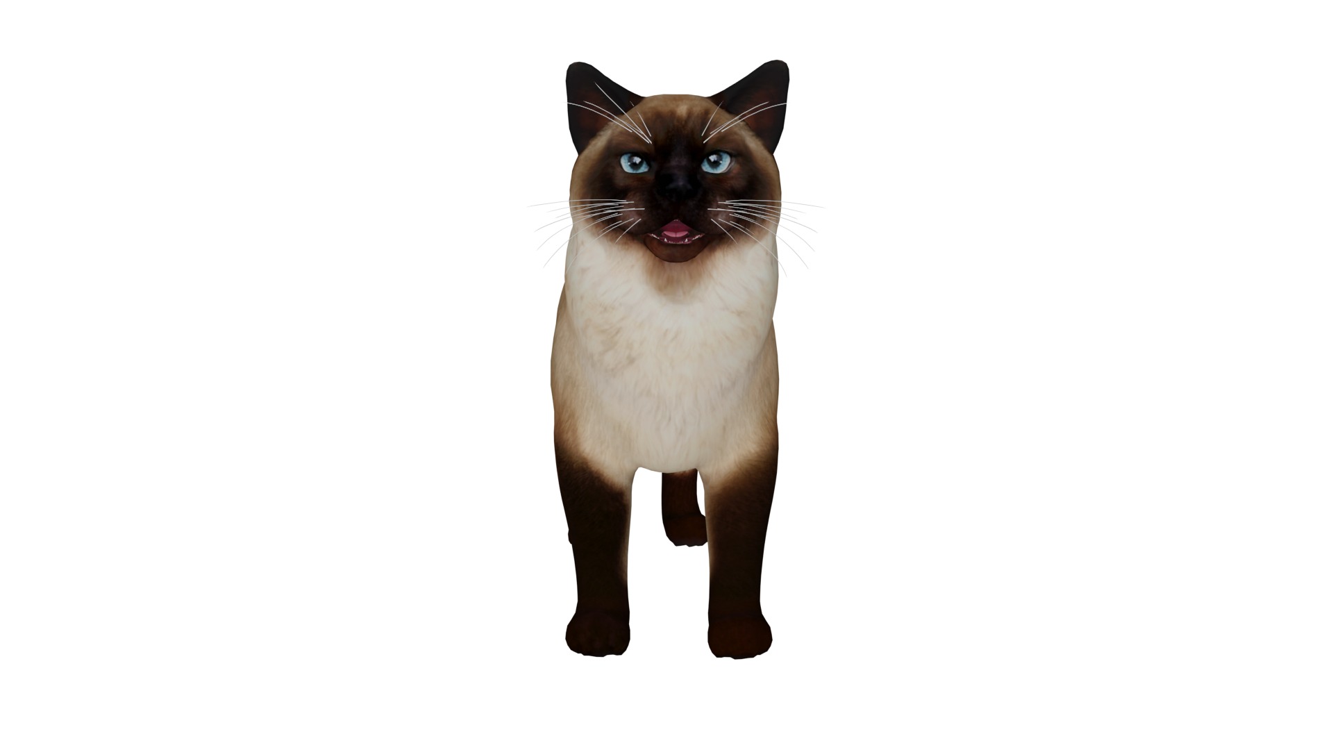 Ragdoll Cat Breed Low-poly 3D model_33