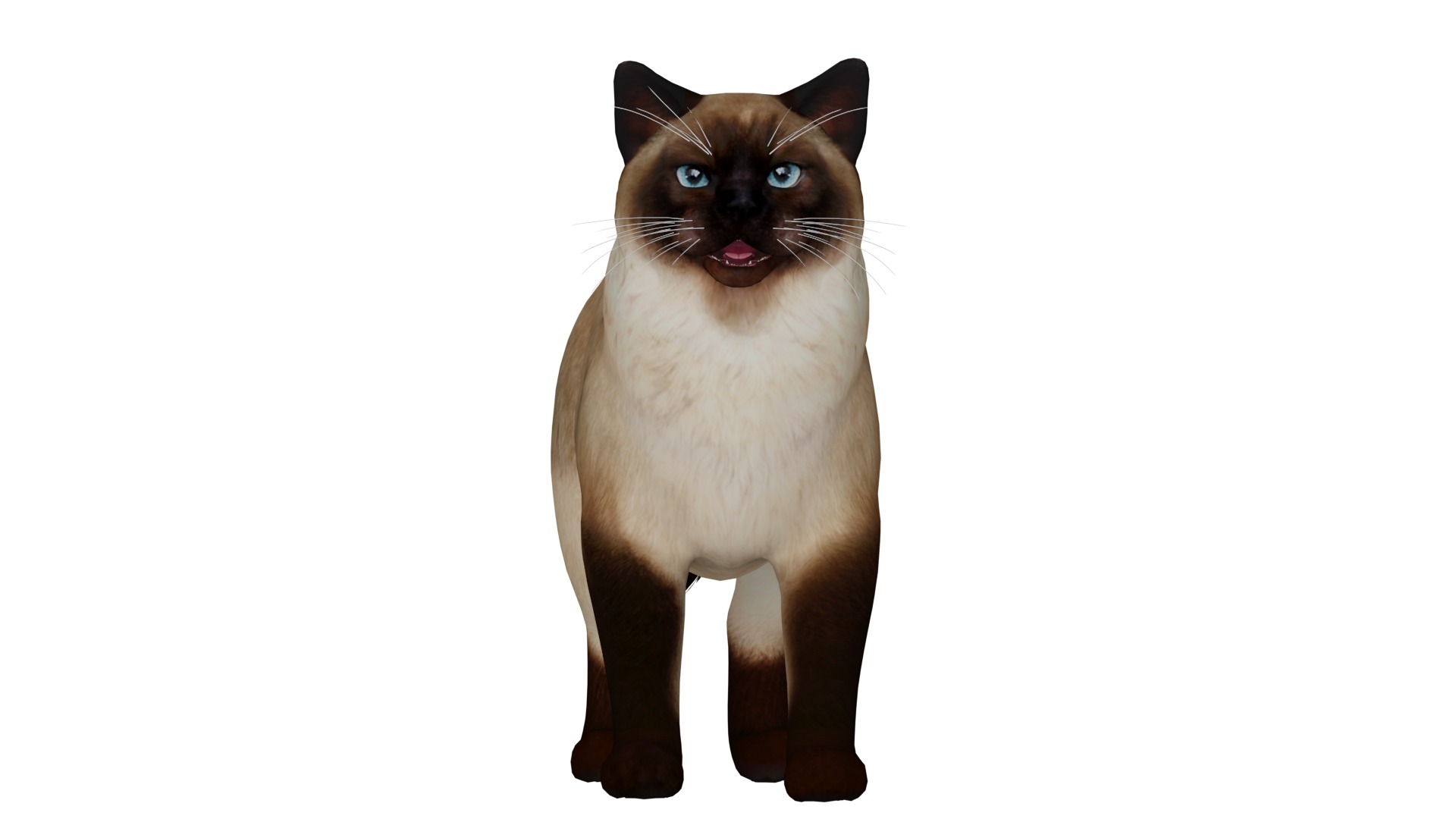 Ragdoll Cat Breed Low-poly 3D model_32