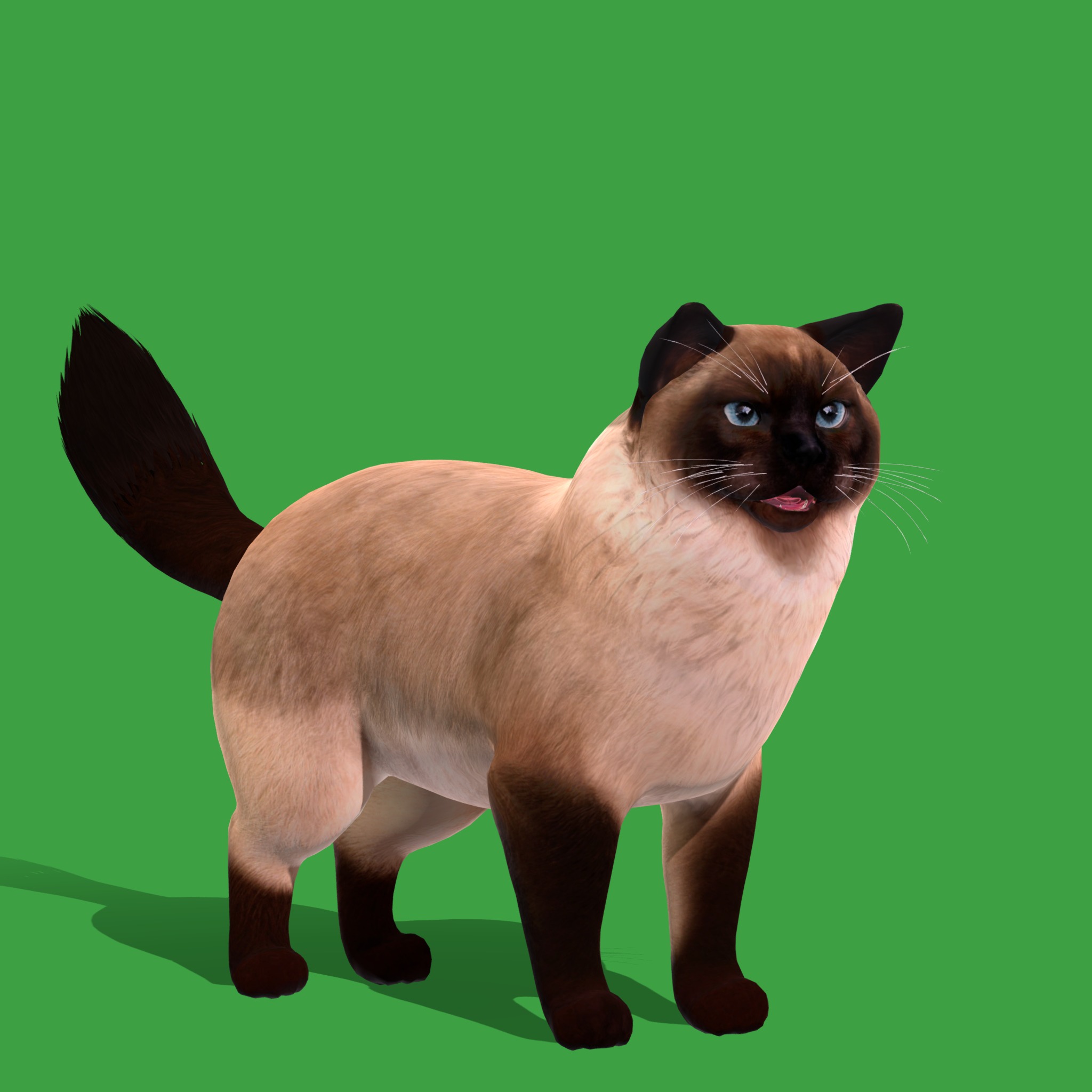 Ragdoll Cat Breed Low-poly 3D model_20