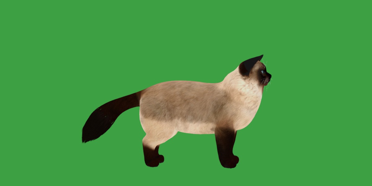 Ragdoll Cat Breed Low-poly 3D model_28