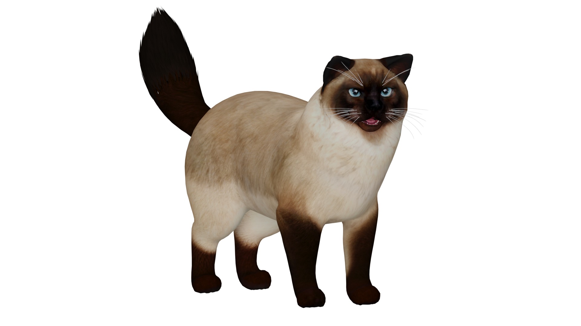 Ragdoll Cat Breed Low-poly 3D model_36