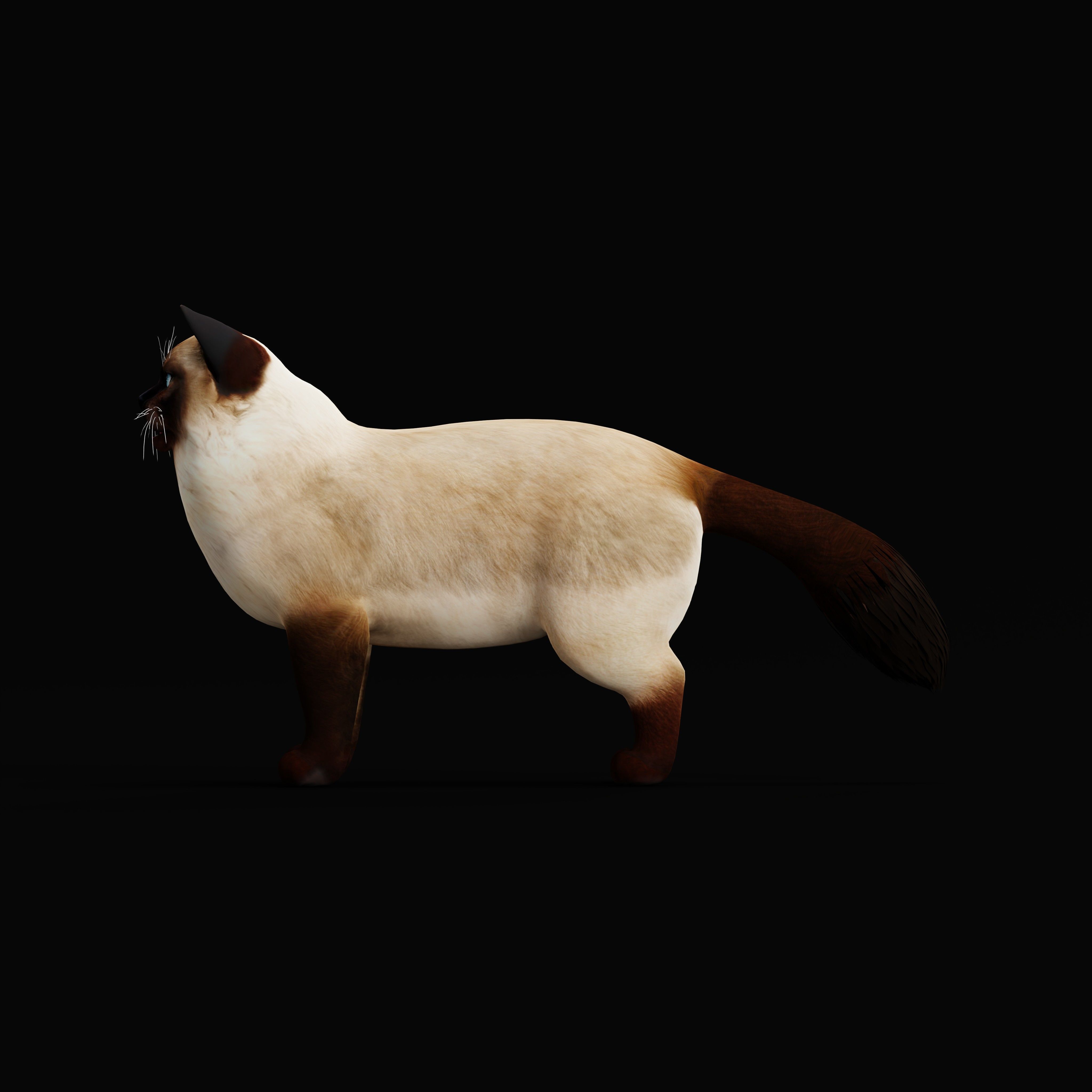 Ragdoll Cat Breed Low-poly 3D model_41