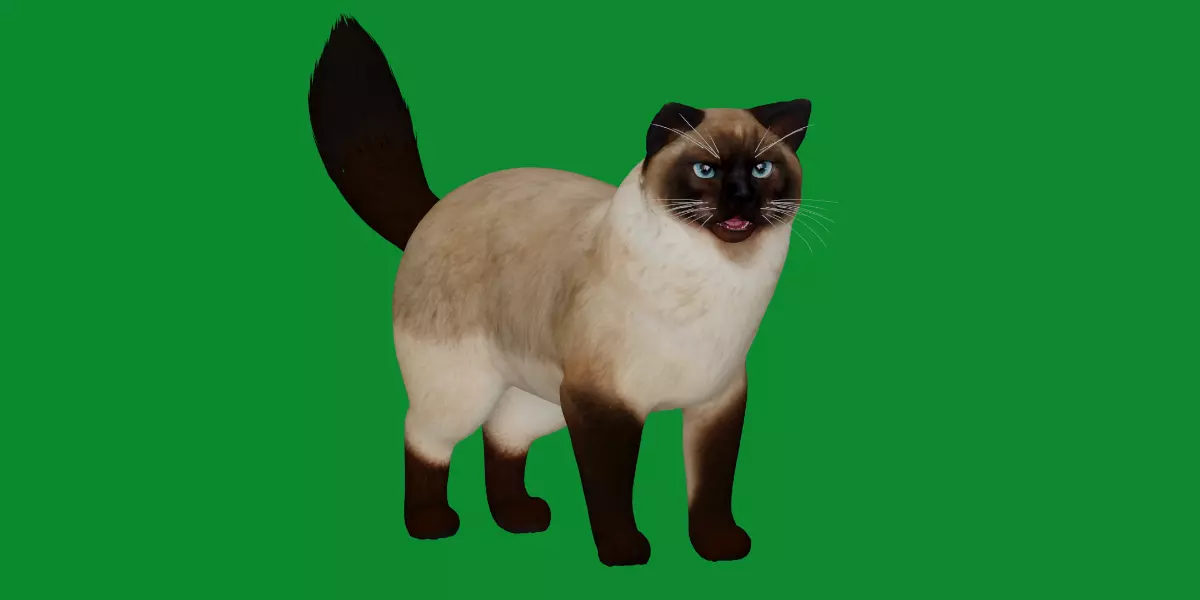 Ragdoll Cat Breed Low-poly 3D model_0