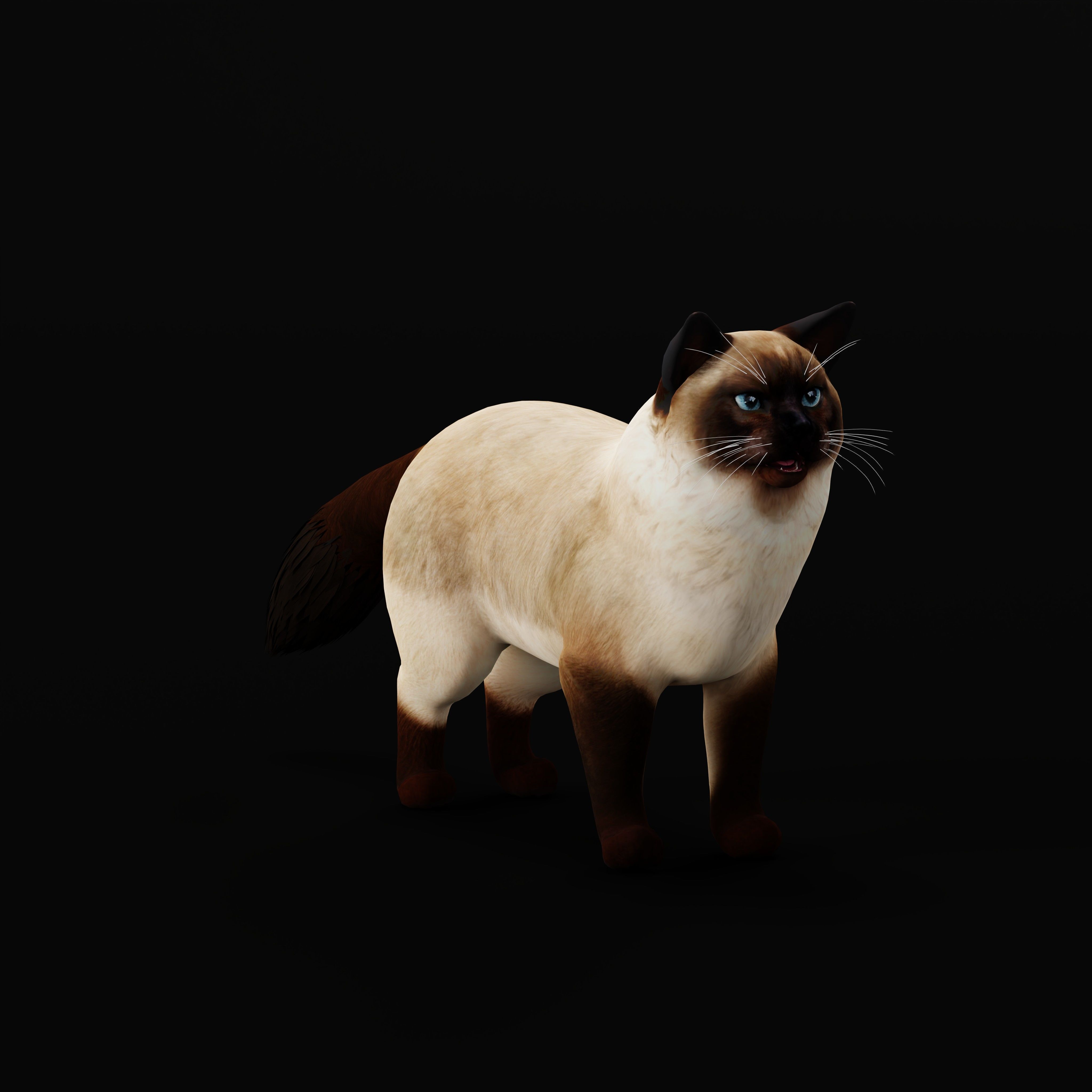 Ragdoll Cat Breed Low-poly 3D model_40