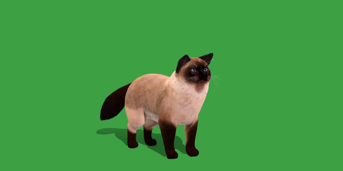 Ragdoll Cat Breed Low-poly 3D model_14
