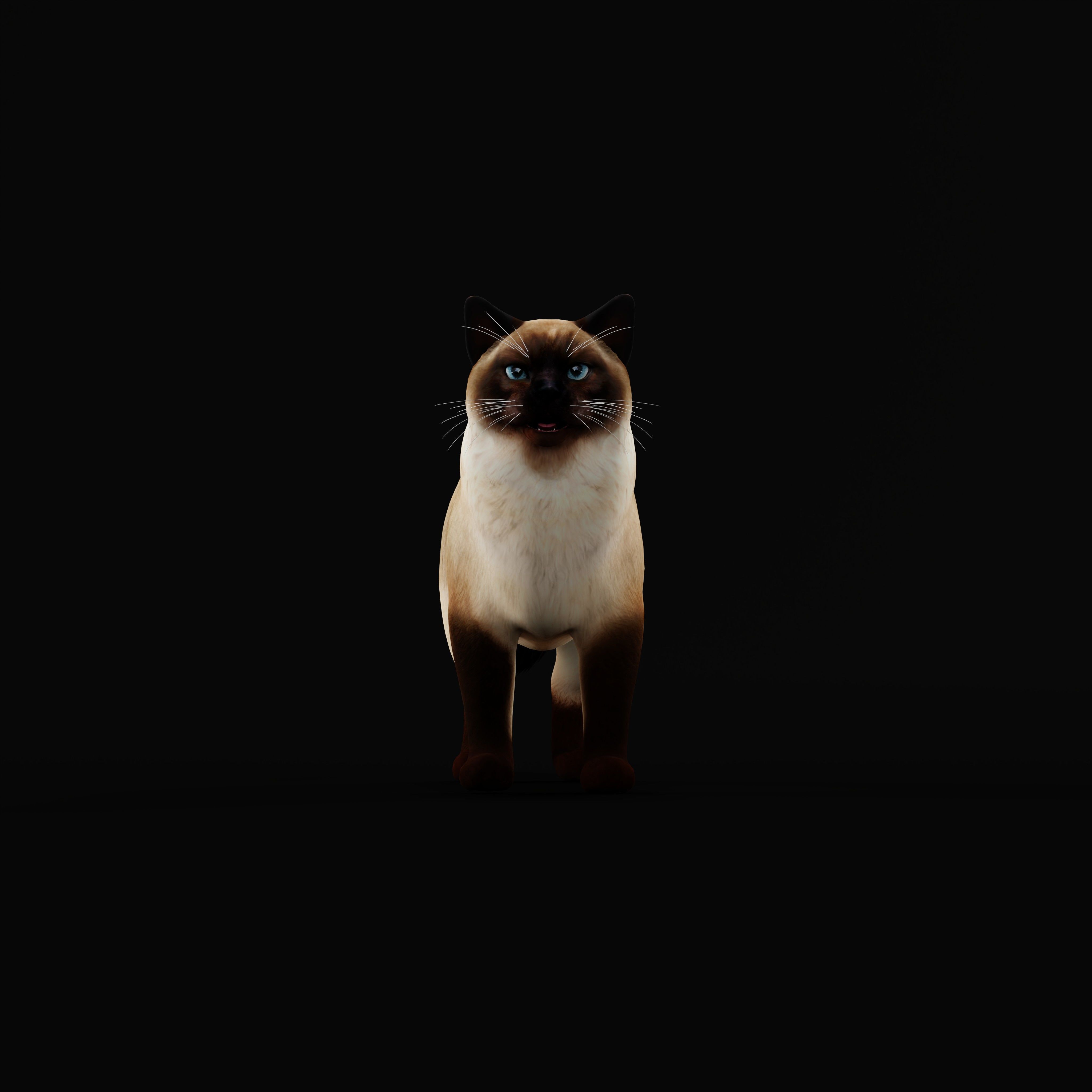 Ragdoll Cat Breed Low-poly 3D model_39