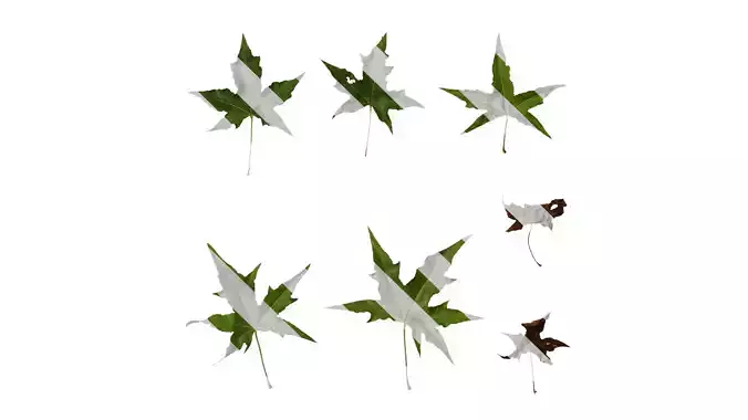 Anydrafts Acer truncatum Leaf 14