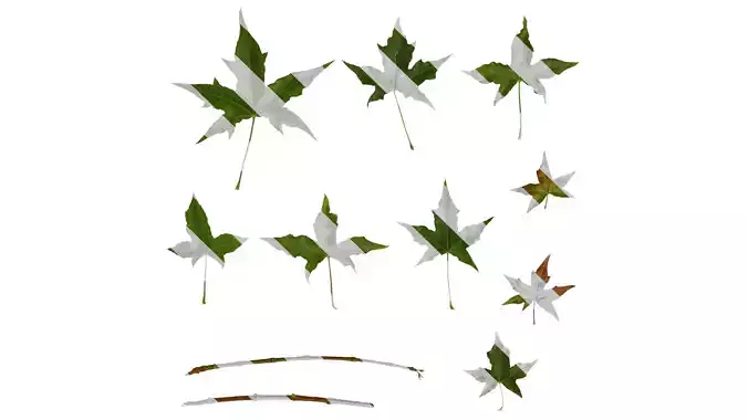 Anydrafts Acer truncatum Leaf 15