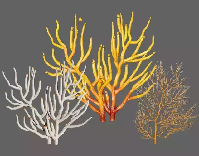 Gorgonian Coral 3D Models Pack Low-poly 3D model