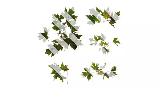 Anydrafts Acer ukurunduense Atlas 03