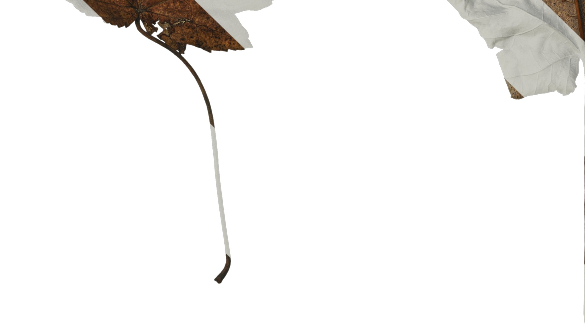 Anydrafts Acer ukurunduense Leaf 03 Texture_3