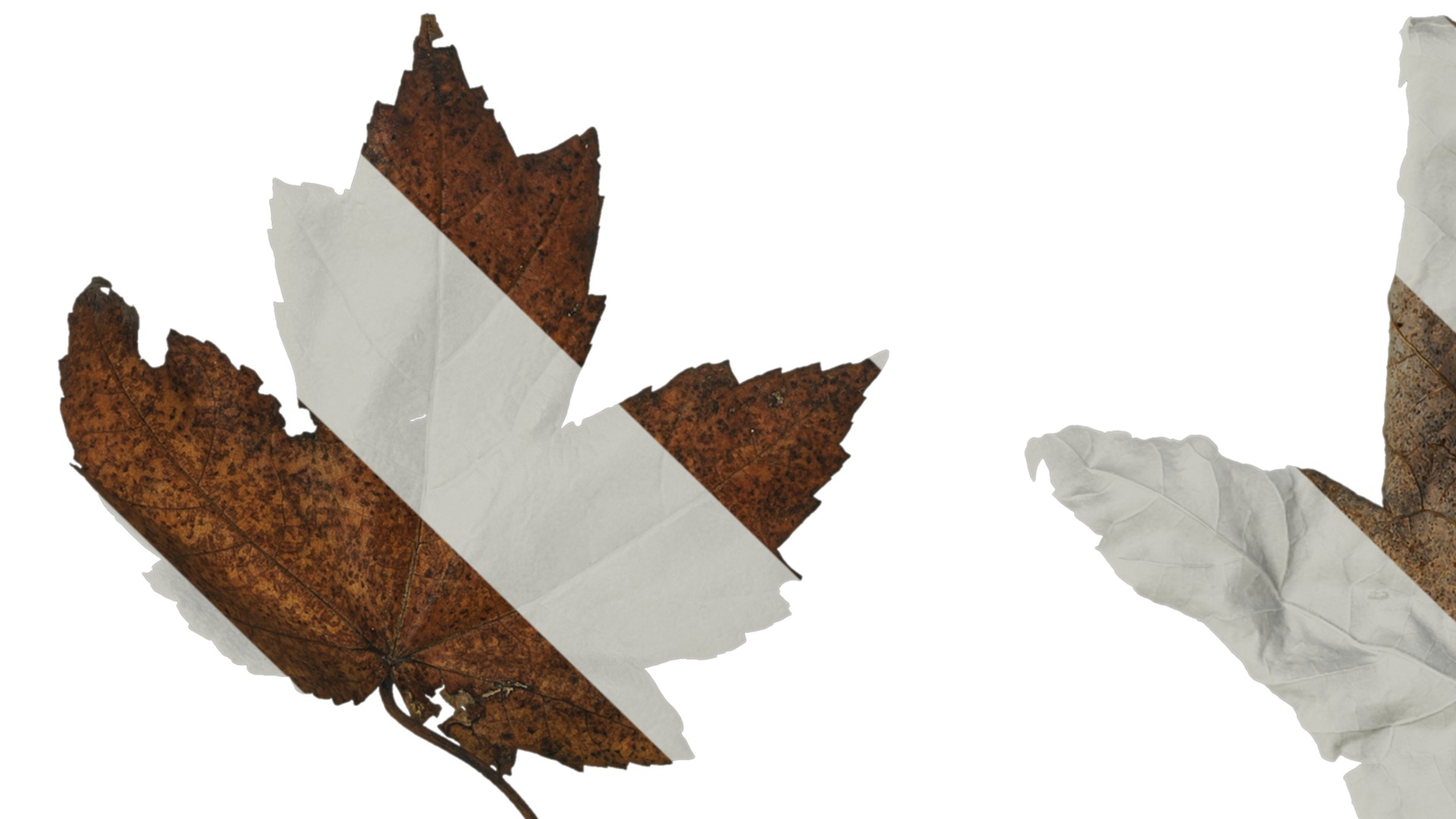 Anydrafts Acer ukurunduense Leaf 03 Texture_1