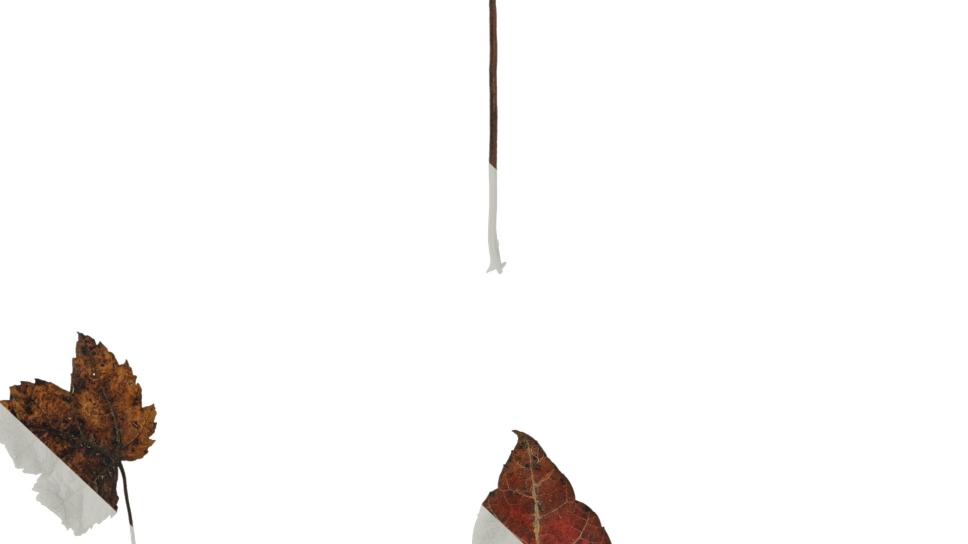 Anydrafts Acer ukurunduense Leaf 03 Texture_7