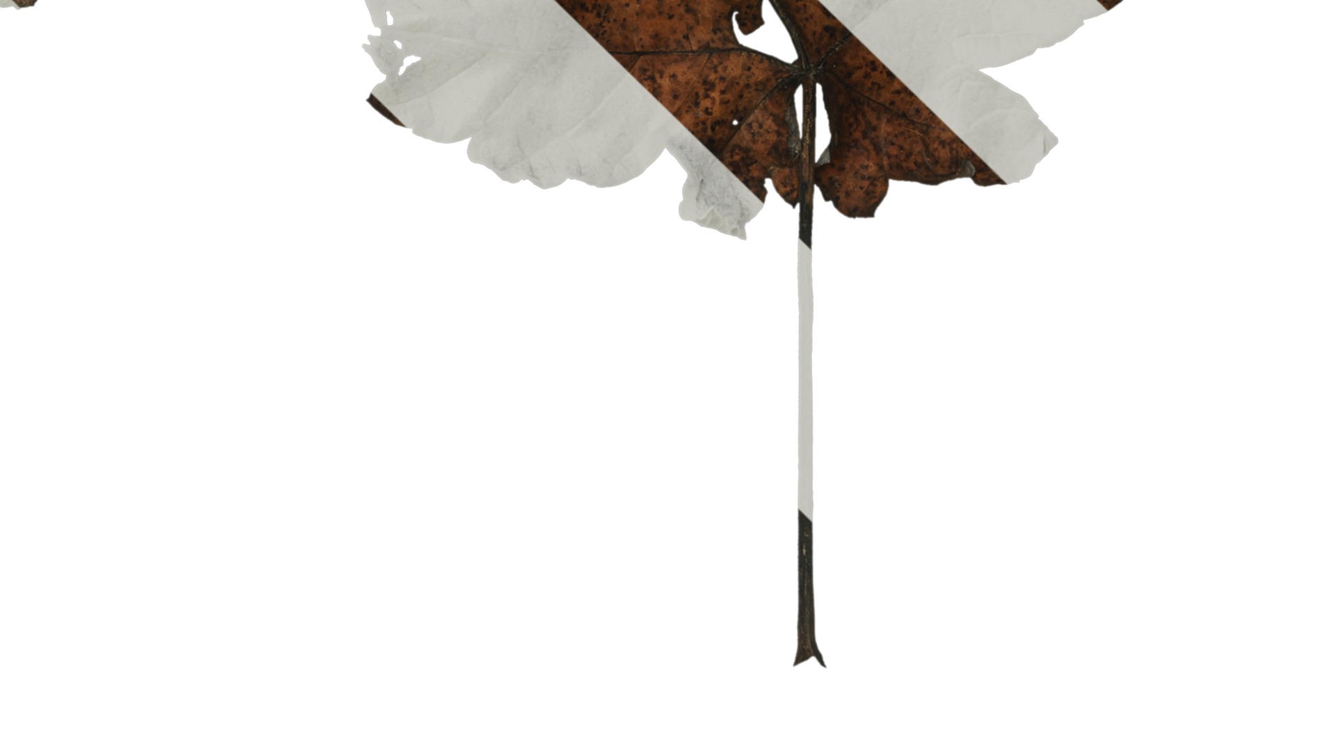 Anydrafts Acer ukurunduense Leaf 03 Texture_4