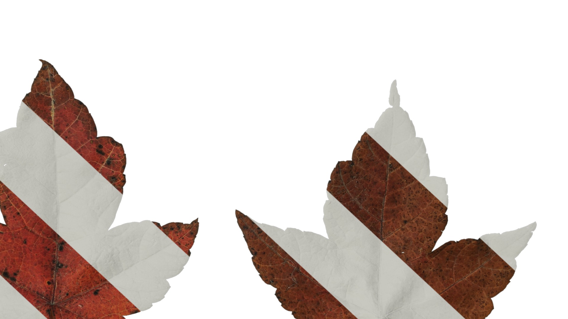 Anydrafts Acer ukurunduense Leaf 03 Texture_6