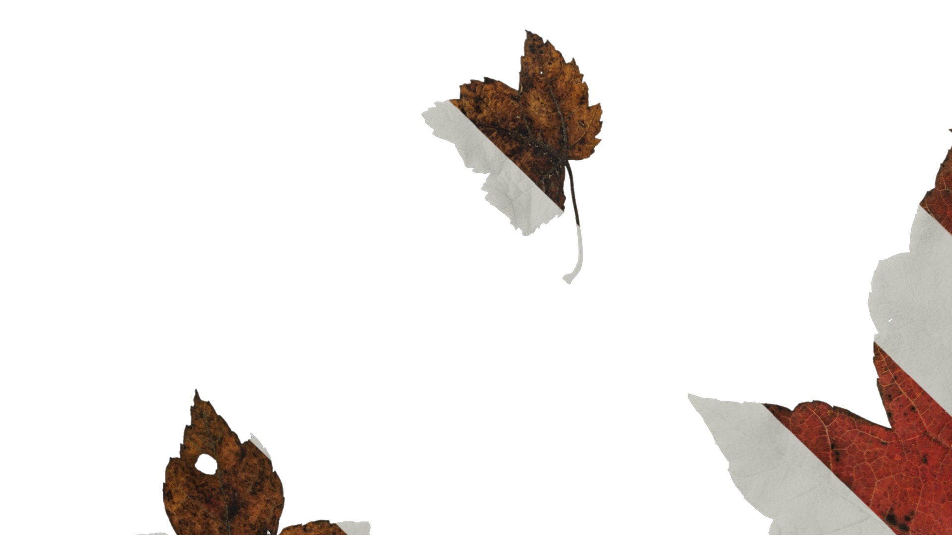 Anydrafts Acer ukurunduense Leaf 03 Texture_5