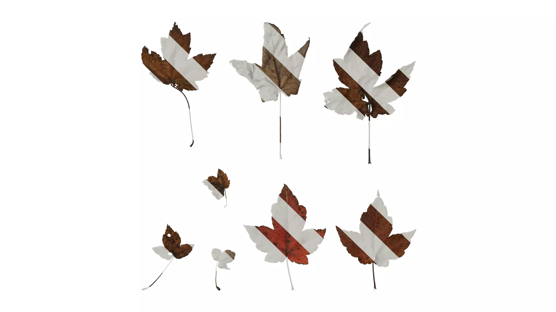 Anydrafts Acer ukurunduense Leaf 03 Texture_0