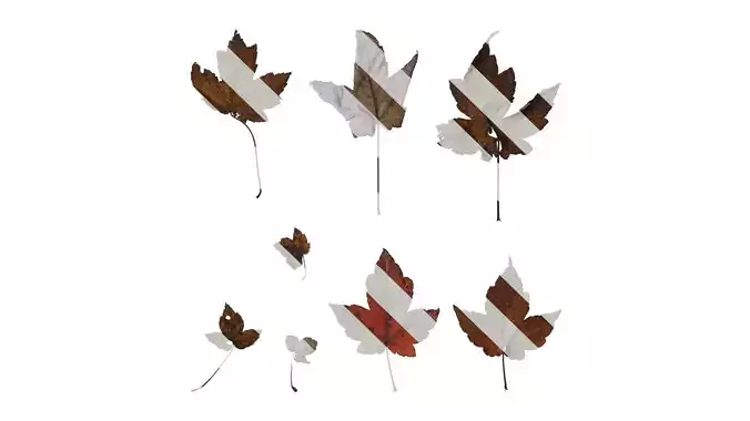 Anydrafts Acer ukurunduense Leaf 03