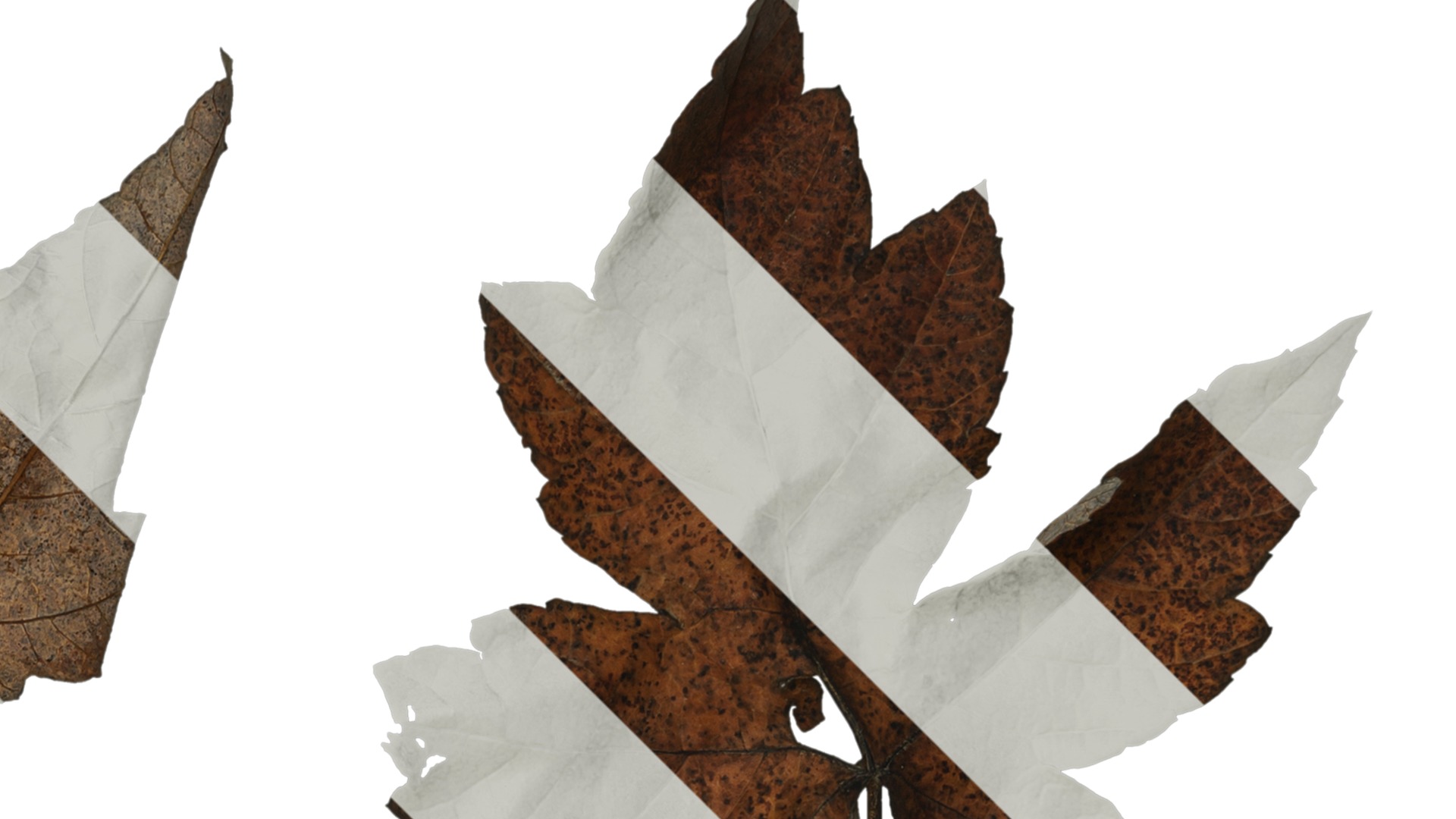 Anydrafts Acer ukurunduense Leaf 03 Texture_2