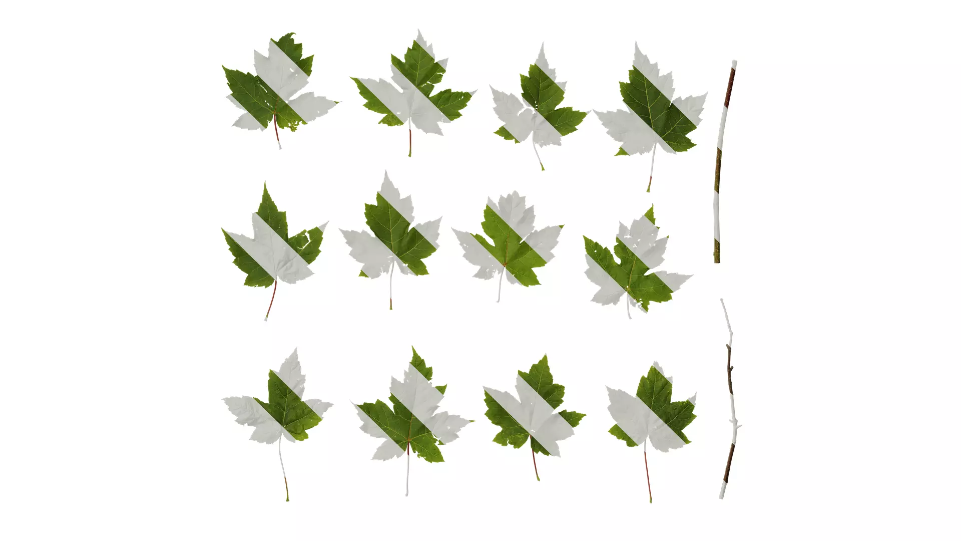 Anydrafts Acer ukurunduense Leaf 04 Texture_0