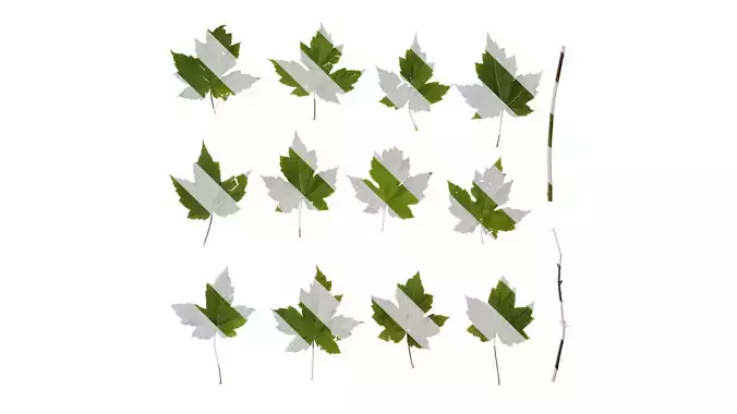 Anydrafts Acer ukurunduense Leaf 04