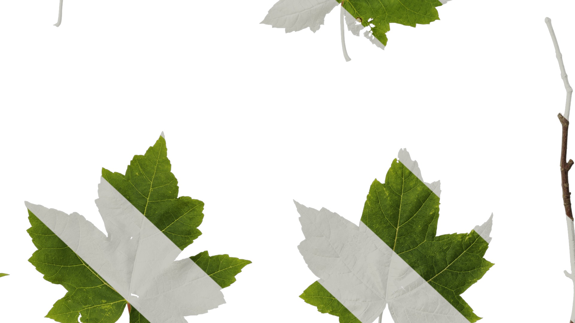 Anydrafts Acer ukurunduense Leaf 04 Texture_6