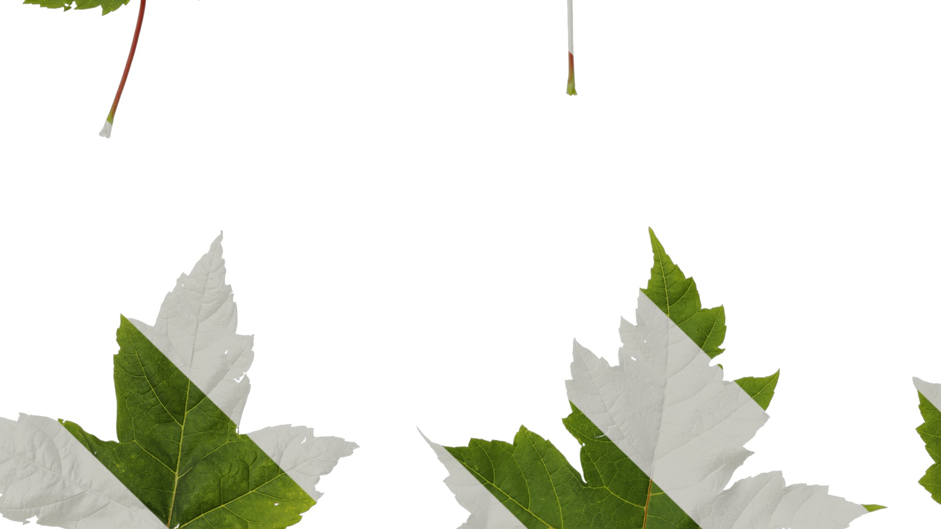 Anydrafts Acer ukurunduense Leaf 04 Texture_5