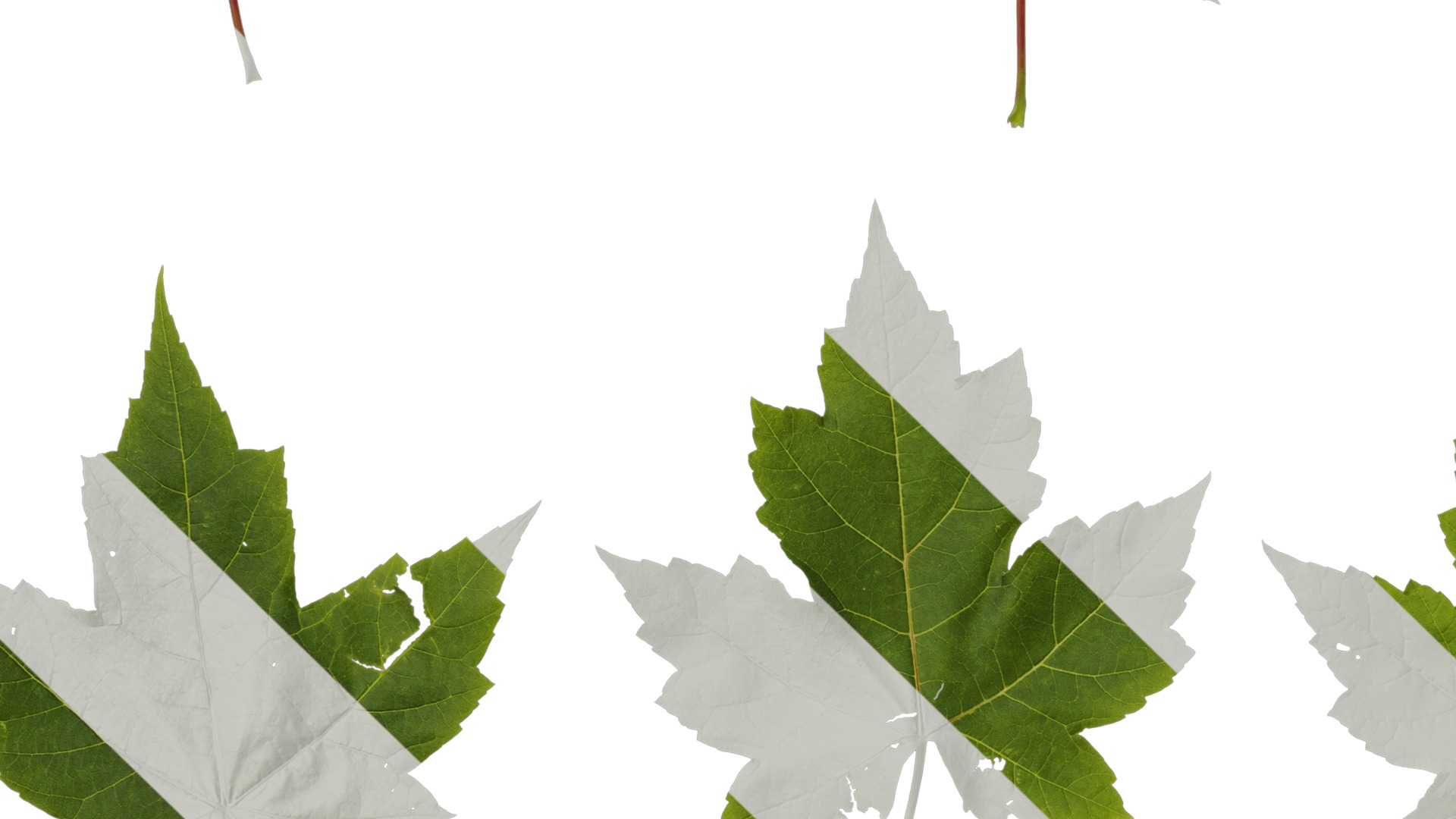 Anydrafts Acer ukurunduense Leaf 04 Texture_3