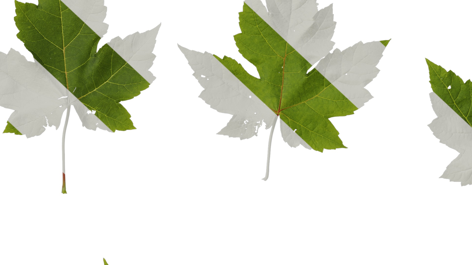 Anydrafts Acer ukurunduense Leaf 04 Texture_7