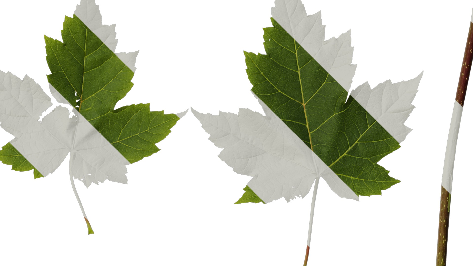 Anydrafts Acer ukurunduense Leaf 04 Texture_2