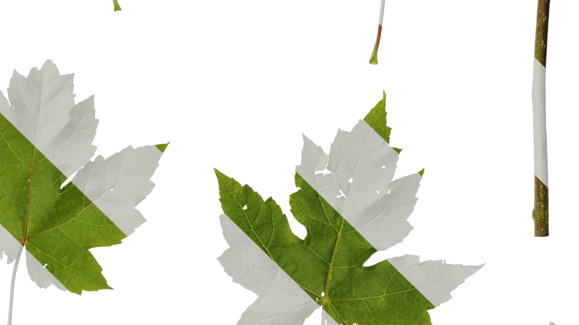 Anydrafts Acer ukurunduense Leaf 04 Texture_4