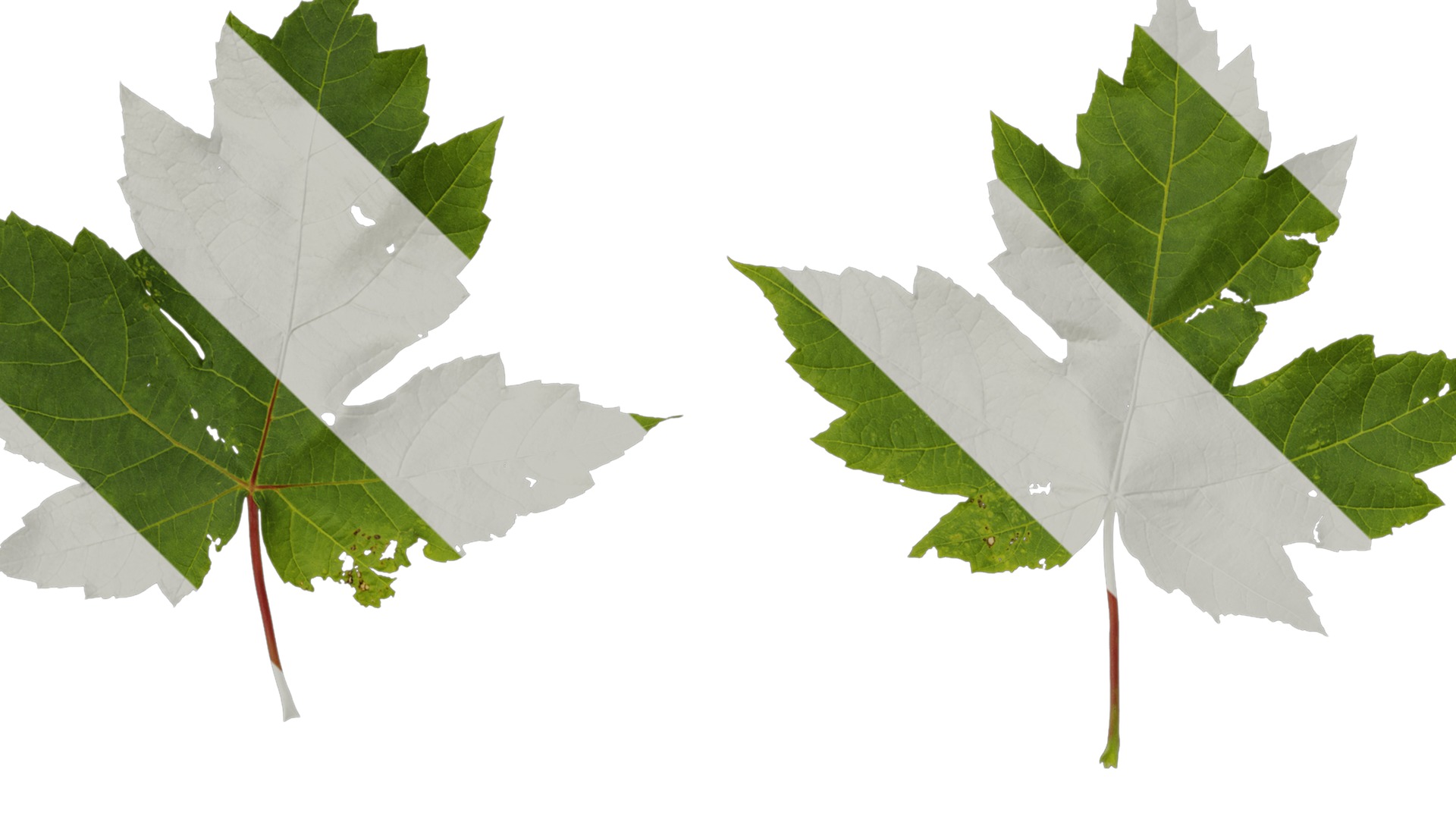 Anydrafts Acer ukurunduense Leaf 04 Texture_1