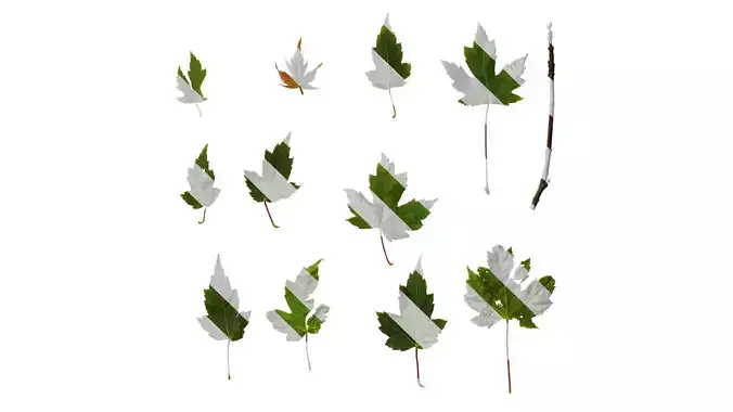 Anydrafts Acer ukurunduense Leaf 05