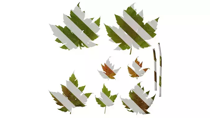 Anydrafts Acer ukurunduense Leaf 06