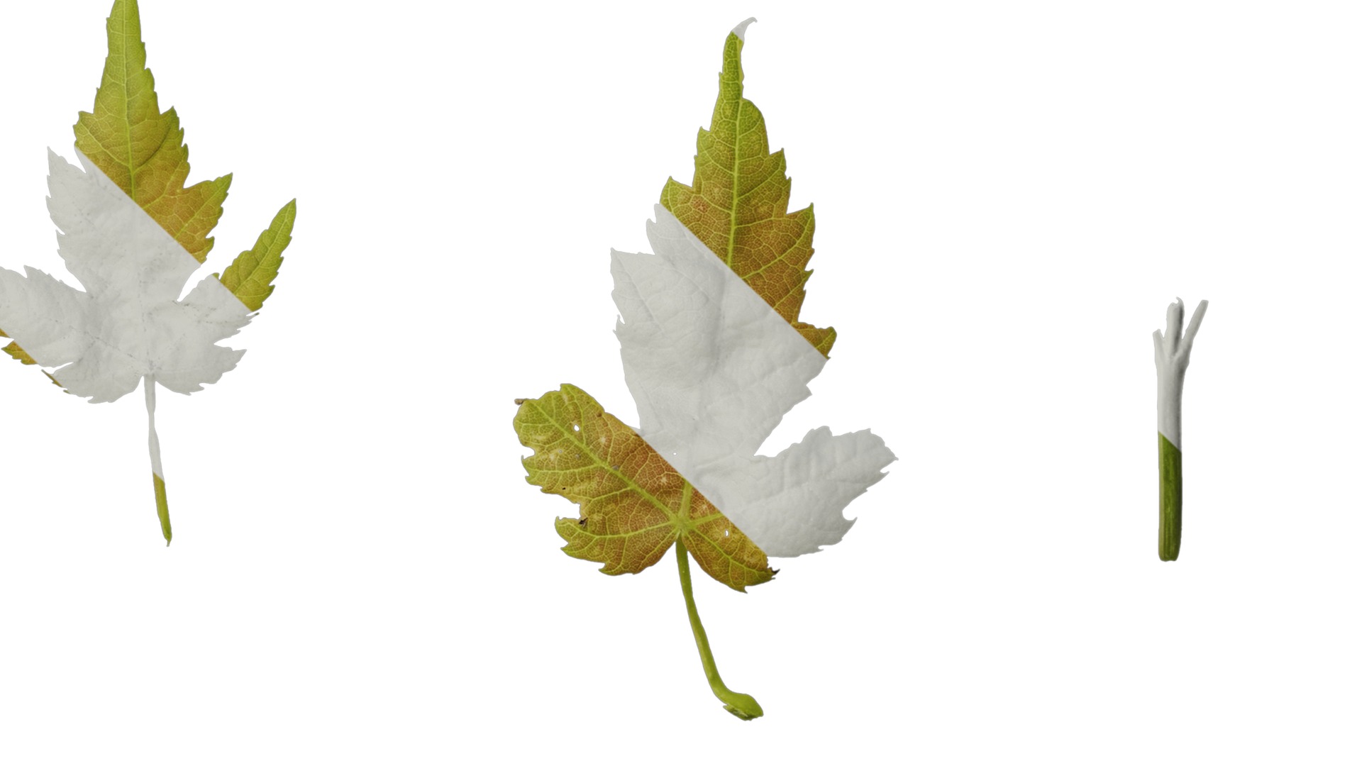 Anydrafts Acer ukurunduense Leaf 07 Texture_7