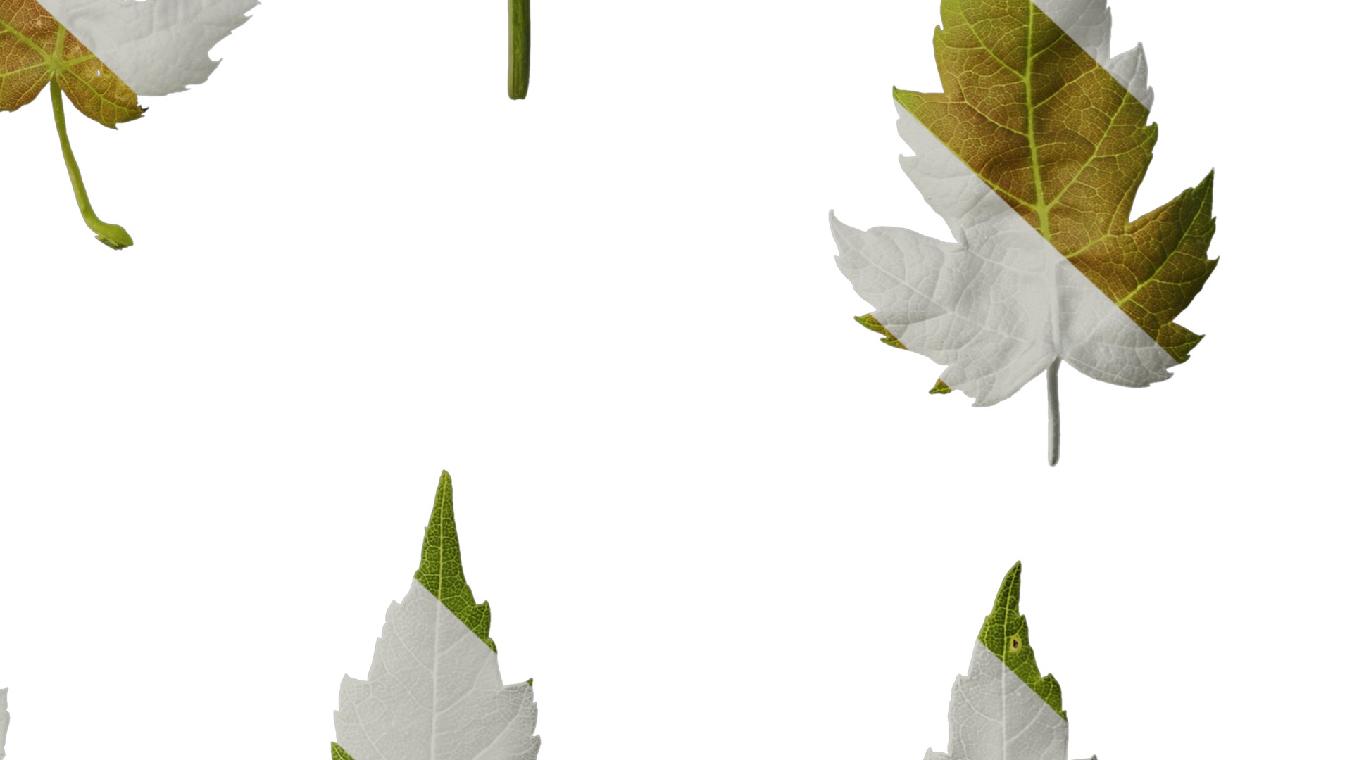 Anydrafts Acer ukurunduense Leaf 07 Texture_6