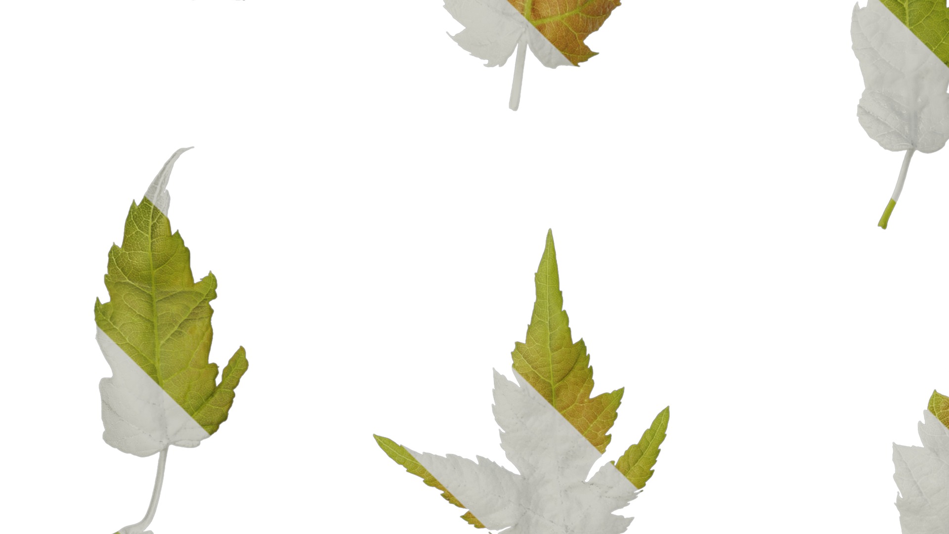Anydrafts Acer ukurunduense Leaf 07 Texture_3