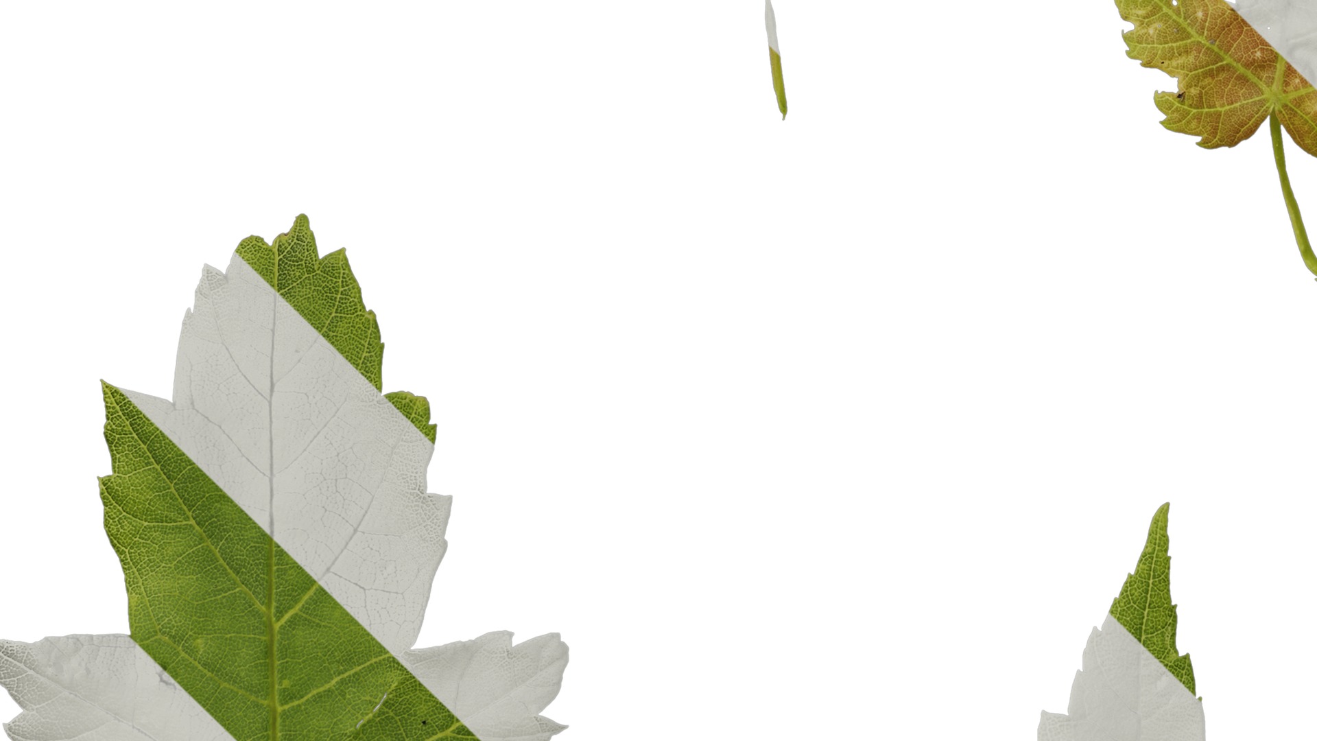 Anydrafts Acer ukurunduense Leaf 07 Texture_5