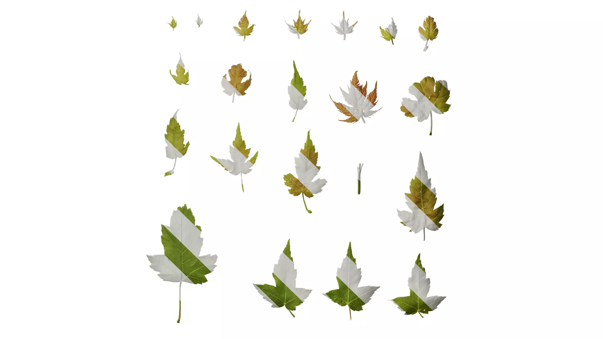 Anydrafts Acer ukurunduense Leaf 07 Texture_0