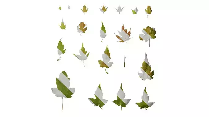 Anydrafts Acer ukurunduense Leaf 07