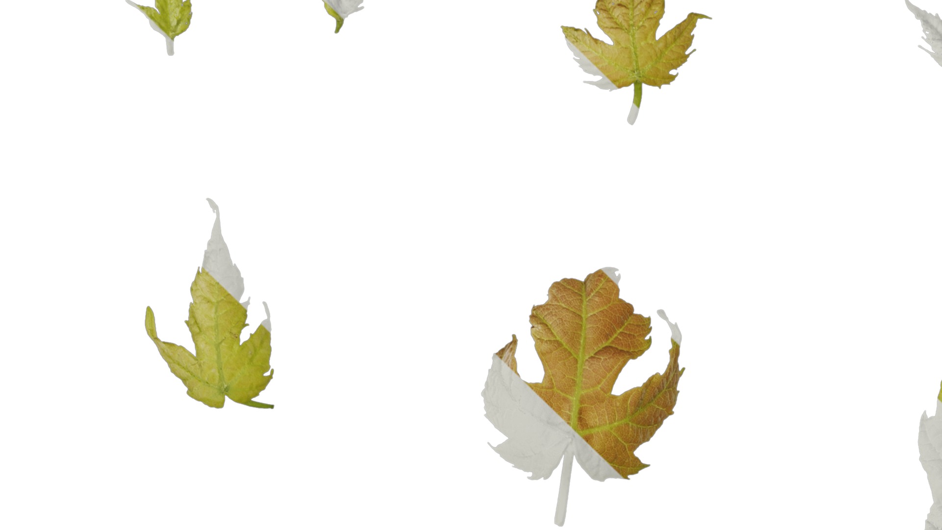 Anydrafts Acer ukurunduense Leaf 07 Texture_1