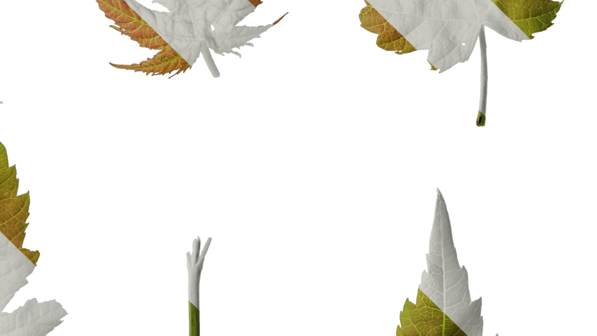 Anydrafts Acer ukurunduense Leaf 07 Texture_4