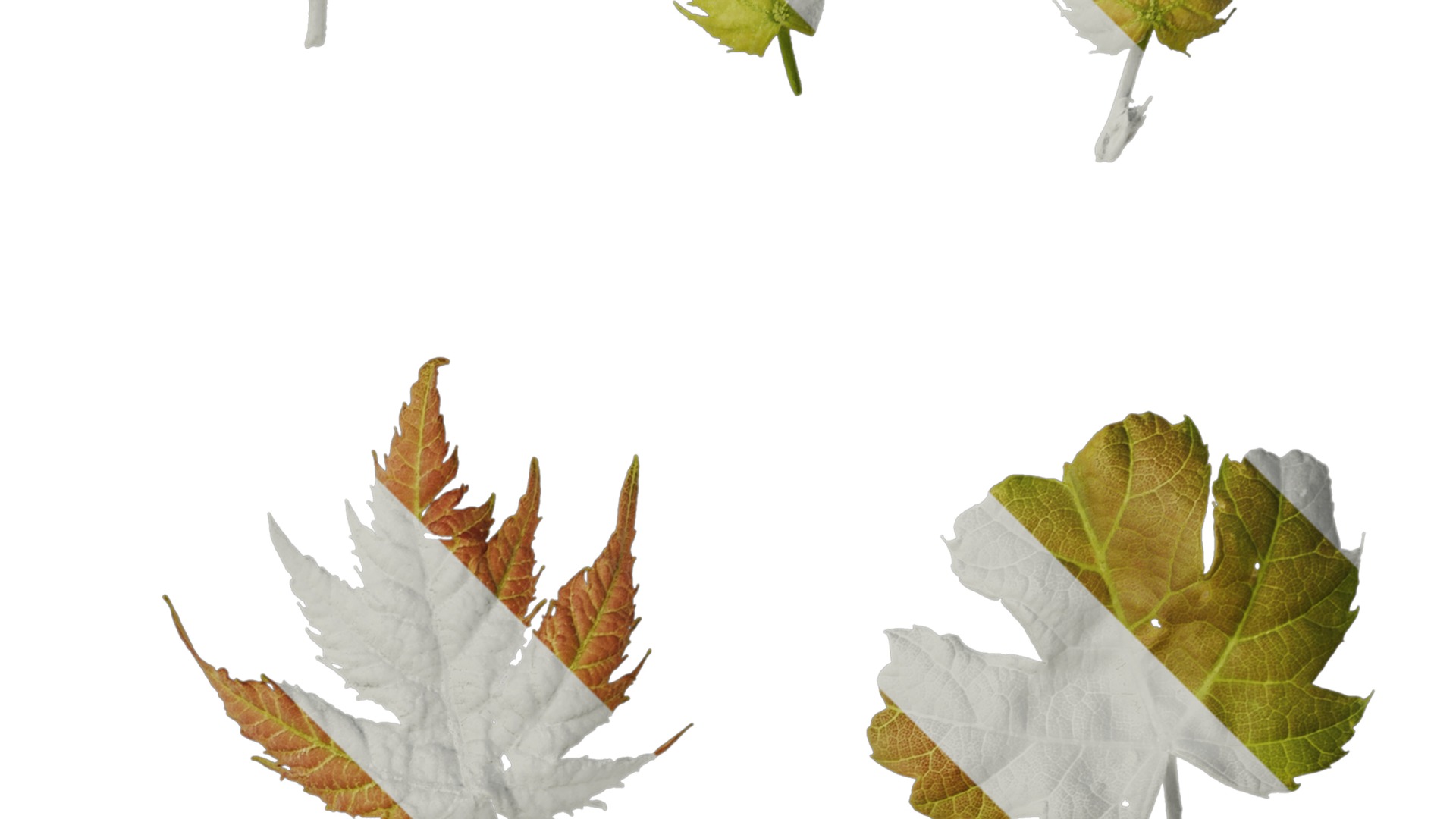 Anydrafts Acer ukurunduense Leaf 07 Texture_2