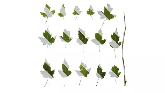 Anydrafts Acer ukurunduense Leaf 08