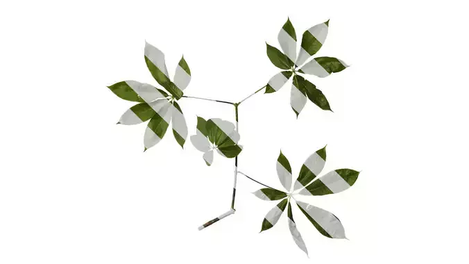 Anydrafts Aesculus chinensis Atlas 02 Texture