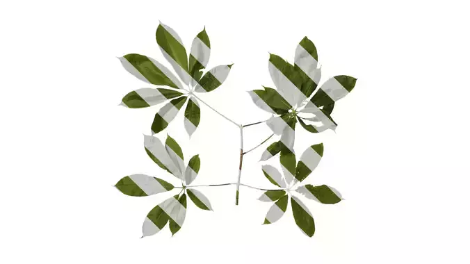 Anydrafts Aesculus chinensis Atlas 03 Texture