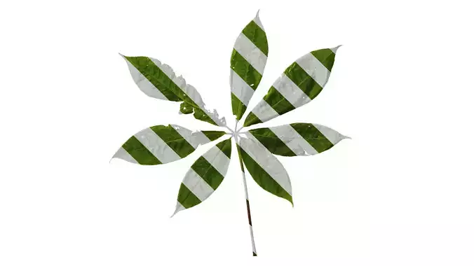 Anydrafts Aesculus chinensis Atlas 06 Texture
