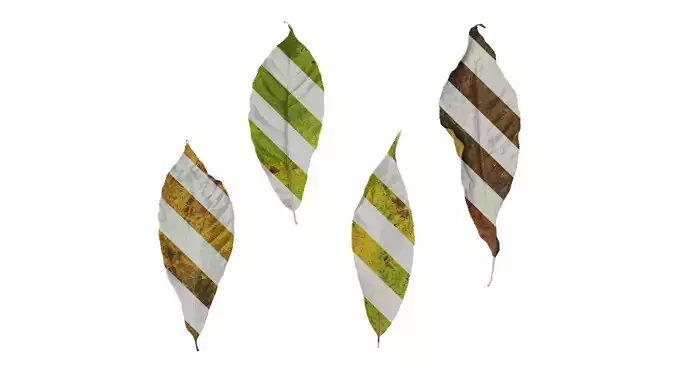 Anydrafts Aesculus chinensis Leaf 07 Texture